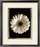 Dahlia Posters by Augusto Camino