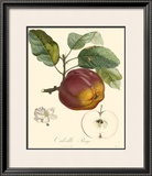 Apples Poster by Bessa 