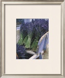 Lavender Harvest Prints by Gunter Rossenbach