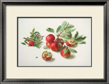 Apples and a Rose Prints by Carlos Von Riefel