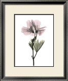 Geranium Print by Acee 