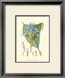 Periwinkle Blooms I Prints by Samuel Curtis