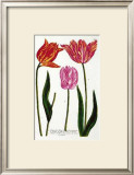 Three Veriegated Tulips Art by Johann Wilhelm Weinmann