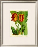 Orquideas II Prints by J. Nugent
