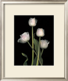 Spring Song I Poster by S. G. Rose