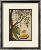 Mango Tree Posters by Michael Boym