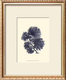 Indigo Kelp I Posters
