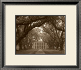 Oak Alley Prints by Cindy Mcintyre