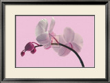 Orchid Radiance Pôsters por Katja Marzahn Orchid Radiance Pôsters por Katja Marzahn