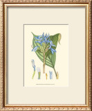 Periwinkle Blooms I Posters by Samuel Curtis