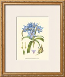 Periwinkle Blooms III Posters by Samuel Curtis