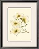 Dogwood Poster