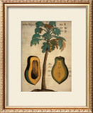 Papaya Tree Prints by Michael Boym