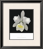 Cattleya Posters by Harold Feinstein