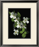 Dogwood Prints by Susan Barmon