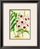 Orquideas III Prints by J. Nugent