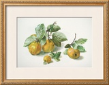 Quinces Prints by Carlos Von Riefel