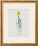 Ordinary Flax Weed Posters by Moritz Michael Daffinger