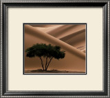 Acacia Prints by Philippe Bourseiller