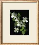 Dogwood Print by Susan Barmon