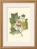 Tulip Tree Posters
