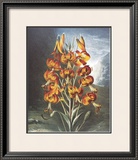 The Superb Lily Art by Dr. Robert J. Thornton