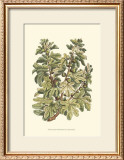 Fig Tree Branch Print by Henri Du Monceau