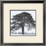 Arbres Divers II Prints by Michel Ditlove