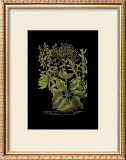 Weinmann Botanical on Black V Posters by Johann Wilhelm Weinmann