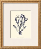 Indigo Kelp II Prints