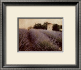 Lavender Prints by Amy Melious