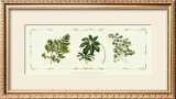 Assorted Ferns Print by Cappello 