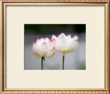 Lotus Flower Poster by Shin Terada