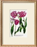 Single and Double Tulips Art by Johann Wilhelm Weinmann
