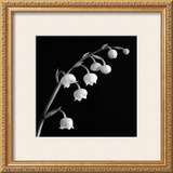 Spring Bells II Prints by Michael Faragher