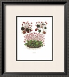Cyclamen Art