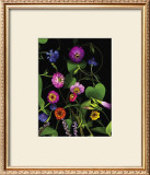 Summer Zinnia Prints by Susan Barmon