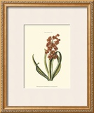 Antique Hyacinth V Poster by Christoph Jacob Trew