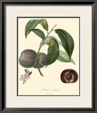 Plums Prints by Bessa 