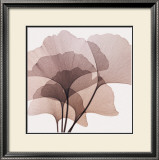 Ginkgo Leaves II Prints by Steven N. Meyers