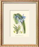 Periwinkle Blooms IV Art by Samuel Curtis