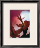 Prunus III Prints by Marc Ayrault
