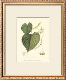 American Linden Prints by Sprague 