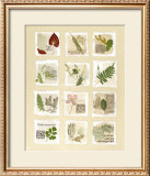Surrey Garden Fragments Prints by Hewitt 