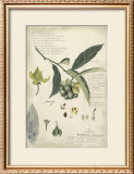 Descube Botanical II Prints by A. Descube