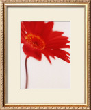 Gerbera, Bright Red on White (detail) Posters by Michael Banks