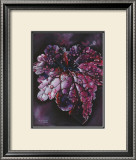 Heuchera After Rain Art by Sue Warner