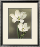 Tulipani Poster by Andrea Trivelli