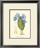 Periwinkle Blooms II Posters by Samuel Curtis