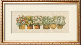 Basil Prints by Joan Sanders
